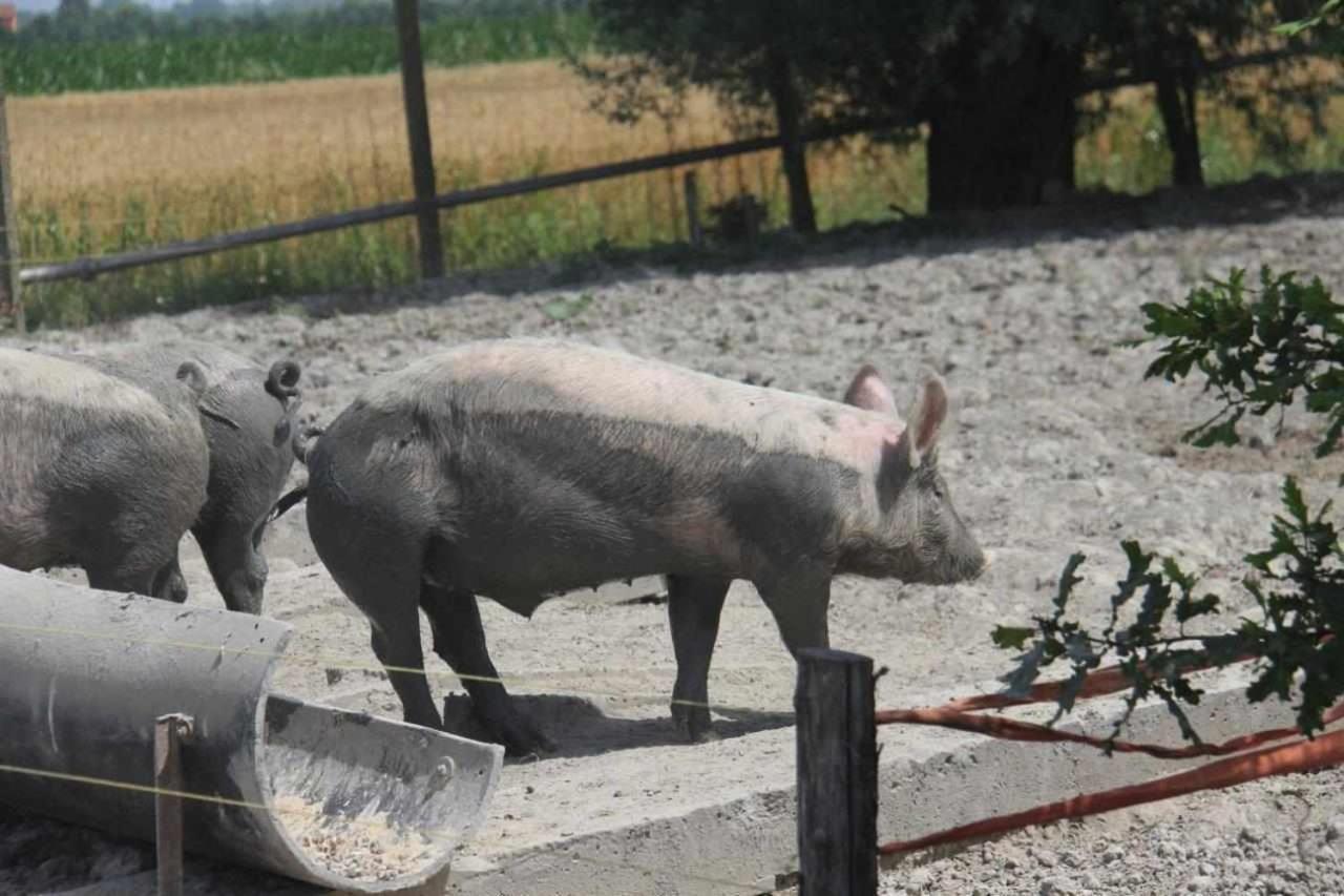 Agriturismo La Fraterna Tolle Kültér fotó